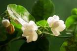 茉莉花開了