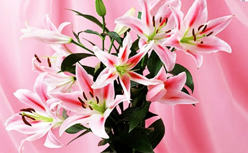 贊美百合花的優(yōu)秀語句60句