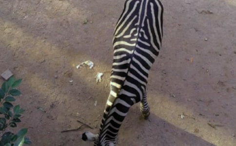 �Y׌���R������[�؂�]