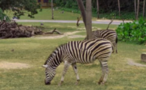 《生命斑馬線》觀后感900字