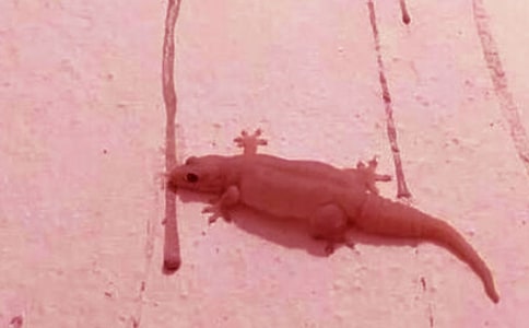 ���P(gu��n)�ڻ��Ć�ʾ������ƪ