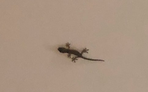 �������ڻ��Ć�ʾ����