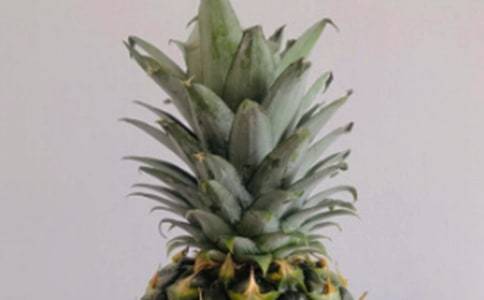 二年級(jí)作文:誘人的菠蘿