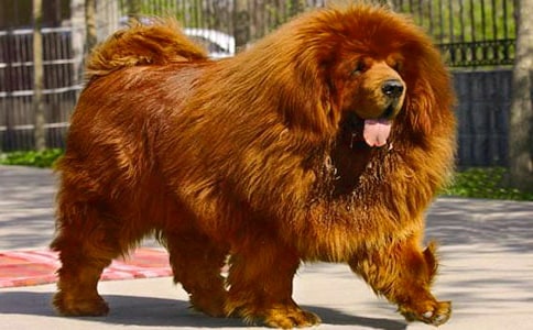 藏獒渡魂讀后感「推薦」