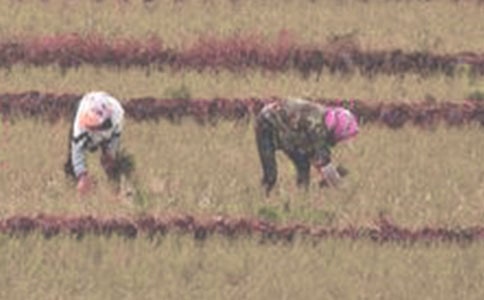 第一次插秧作文(通用22篇)