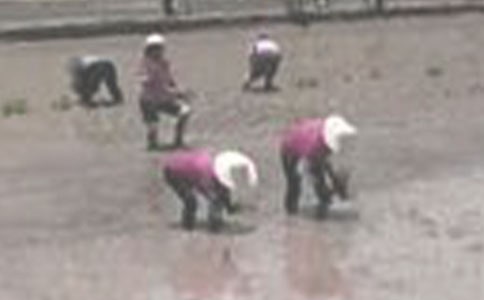 夢(mèng)見(jiàn)插秧什么意思