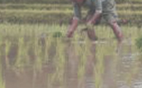 關(guān)于插秧的作文【精選】