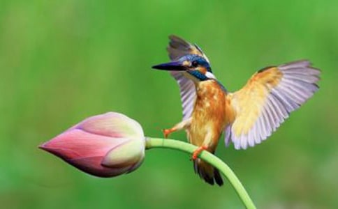 翠鳥(niǎo)的教學(xué)實(shí)錄