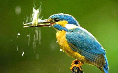 翠鳥(niǎo)小學(xué)作文