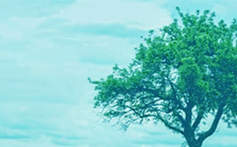 五年級《小苗與大樹的對話》讀后感作文300字