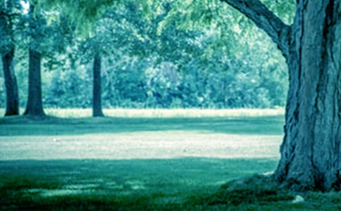 大樹的自述小學作文11篇