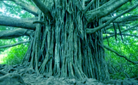 仰望大樹800字作文