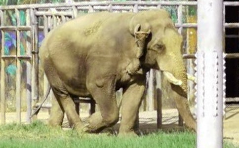 描寫大象的小學(xué)生作文(精選3篇)