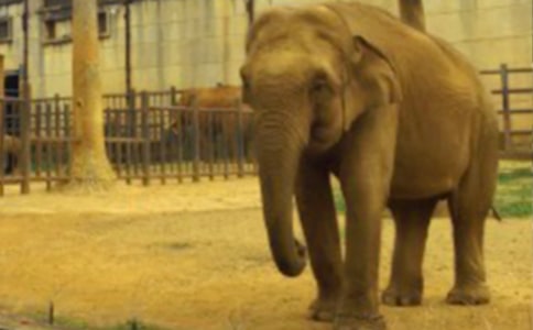 【熱門】大象童話作文五篇