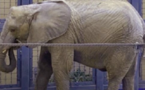 大象和螞蟻的故事