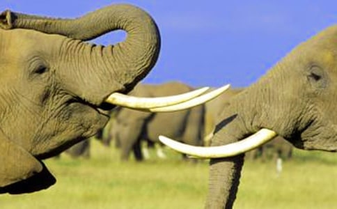 大象和小象的童話故事