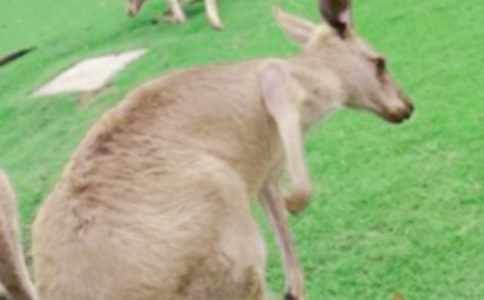 ���Ǵ�������