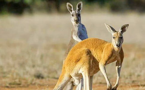 精選袋鼠作文400字3篇