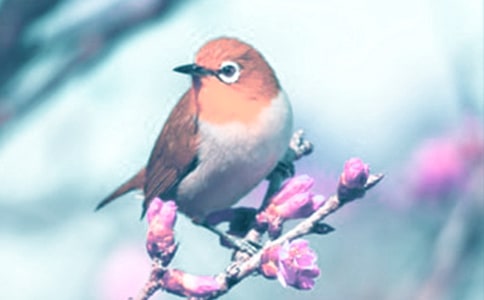 ��(d��ng)ֲ���^����ӛ2ƪ