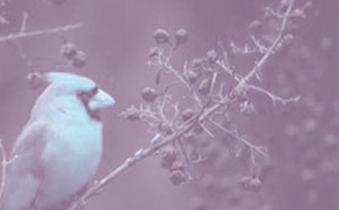 小學(xué)生動(dòng)植物啟示的作文