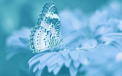 關(guān)于動植物給人類的啟示四年級作文5篇