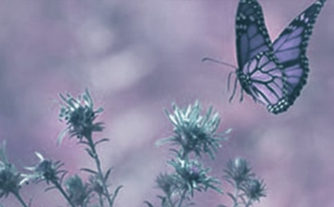 動(dòng)植物帶來的啟發(fā)總結(jié)