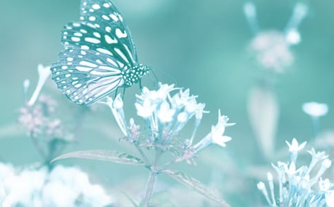 小學(xué)生作文動(dòng)植物的啟示