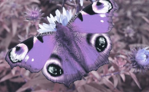 �^���(d��ng)ֲ����ӛģ���\����ƪ