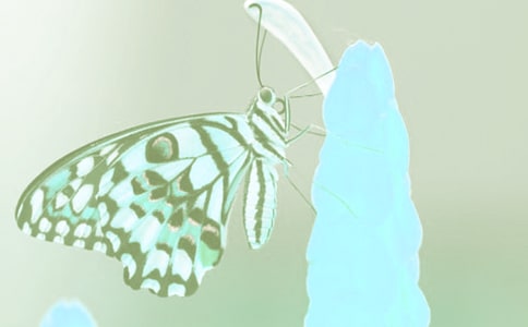 動植物觀察日記200字