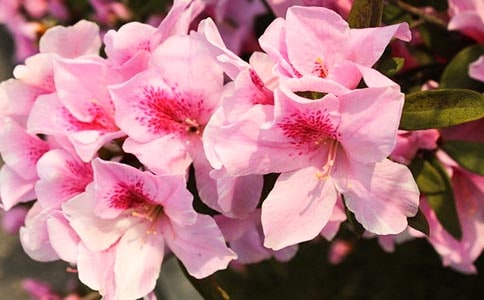 ��ɽ�񡶶��N��������x�𰸼��p��