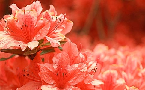 寫杜鵑花的作文_優(yōu)秀作文_作文大全