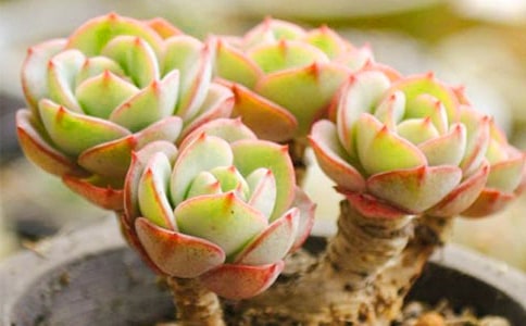 我家的多肉作文通用(9篇)