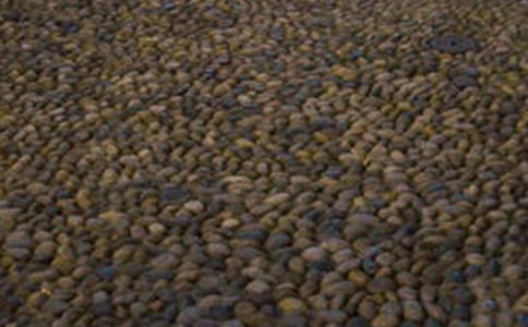 我是一顆小鵝卵石作文