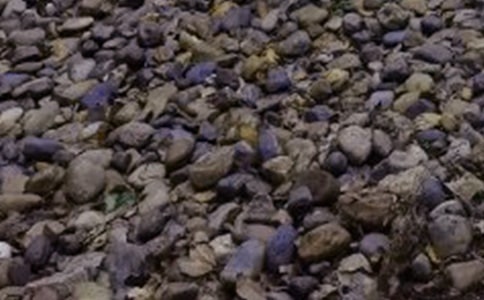 【合集】鵝卵石作文15篇