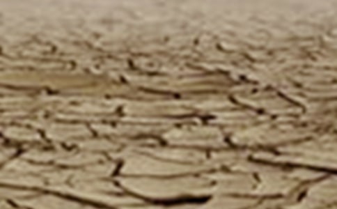 世界防止荒漠化和干旱日:愛護植物倡議書