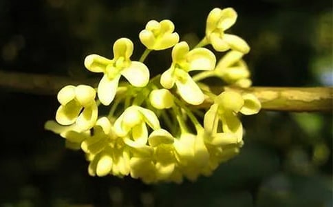 ����Щ�茑�𻨵�Ԋ��