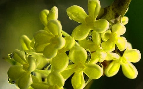 描寫桂花樹的根的句子