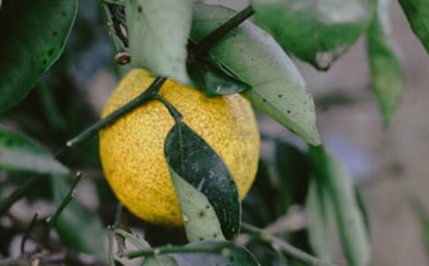 中班語(yǔ)言:散文詩(shī)《快樂(lè)的果園》說(shuō)課稿