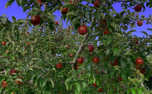 果園里的故事_作文