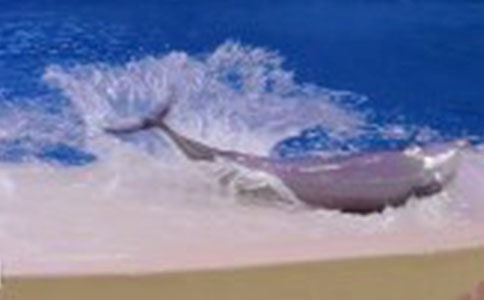 海豚的作文(通用25篇)