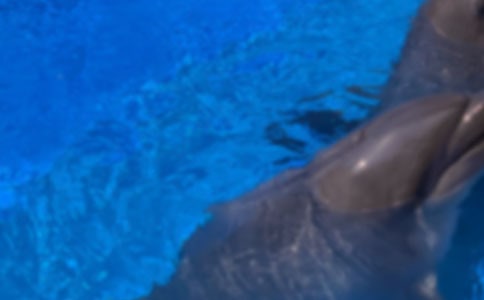 讀《藍色的海豚島》有感