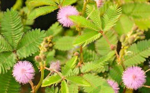 含羞草的啟示作文通用15篇