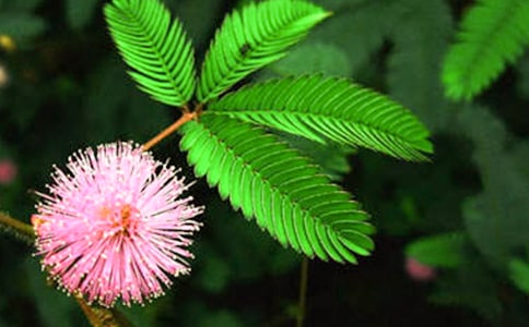 【必備】含羞草小學(xué)作文3篇