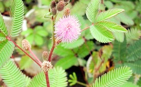 含羞草的秘密主題作文