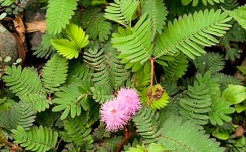 關(guān)于含羞草的啟示作文