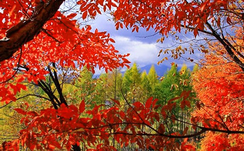 游紅葉谷作文(精選36篇)