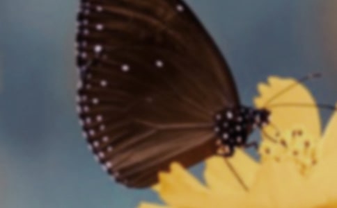 蝴蝶泉的變遷低碳環(huán)保作文