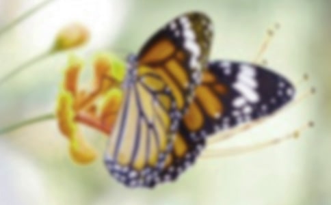 蝴蝶的作文300字(優(yōu))