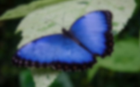 【實用】蝴蝶的作文4篇