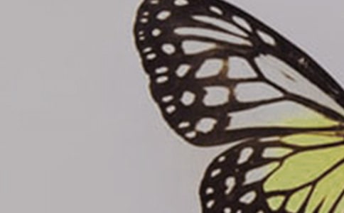 捉蝴蝶作文400字6篇